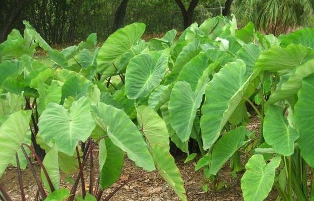 Cultivation of Arabic or Taro high profits at low cost
