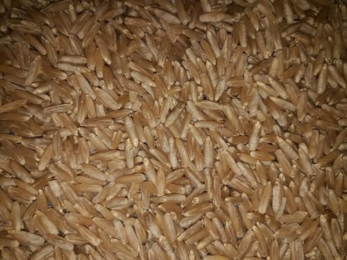 Khapli wheat farming
